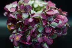 Hydrangea_11